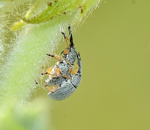 Rhopalapion longirostre